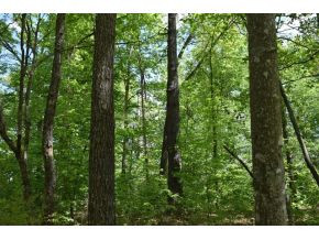 5.05 Reece Road Chuckey, TN 37641 - Photo 8 of 23 Photo 8