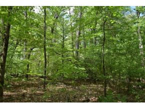 5.05 Reece Road Chuckey, TN 37641 - Photo 9 of 23 Photo 9