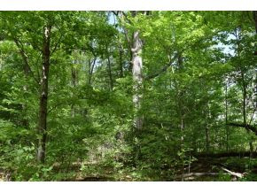 5.05 Reece Road Chuckey, TN 37641 - Photo 10 of 23 Photo 10