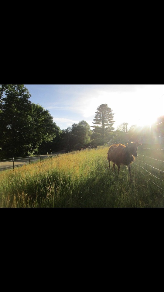 384 Back Road Belvidere, VT 05442 - Photo 3 of 20