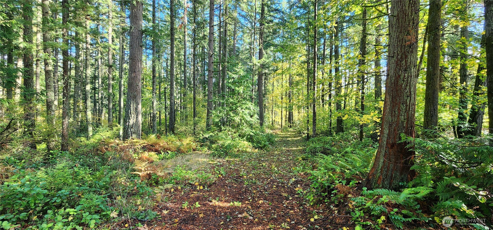 1216 Kaiser Road Southwest Olympia, WA 98512 - Photo 23 of 31 a close up of a plant in a garden
