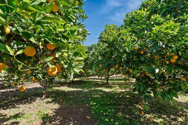 $1,167,000 | 11460 Pinehurst Drive, Lakeside, CA 92040