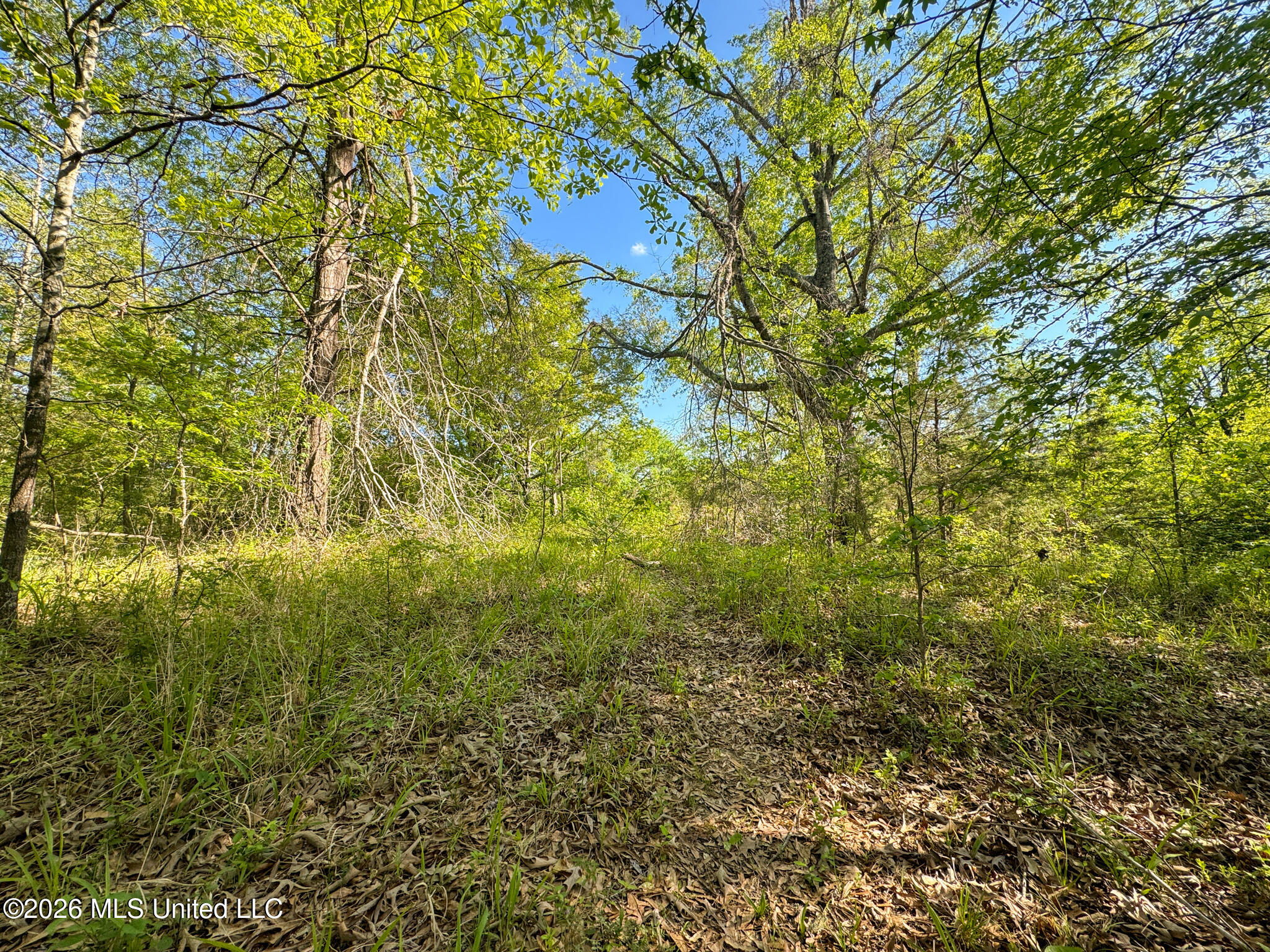 Dees Rd Road Enid, MS 38927 - Photo 11 of 57 Tallahatchie 44 Newman (Crowden) Wide-11