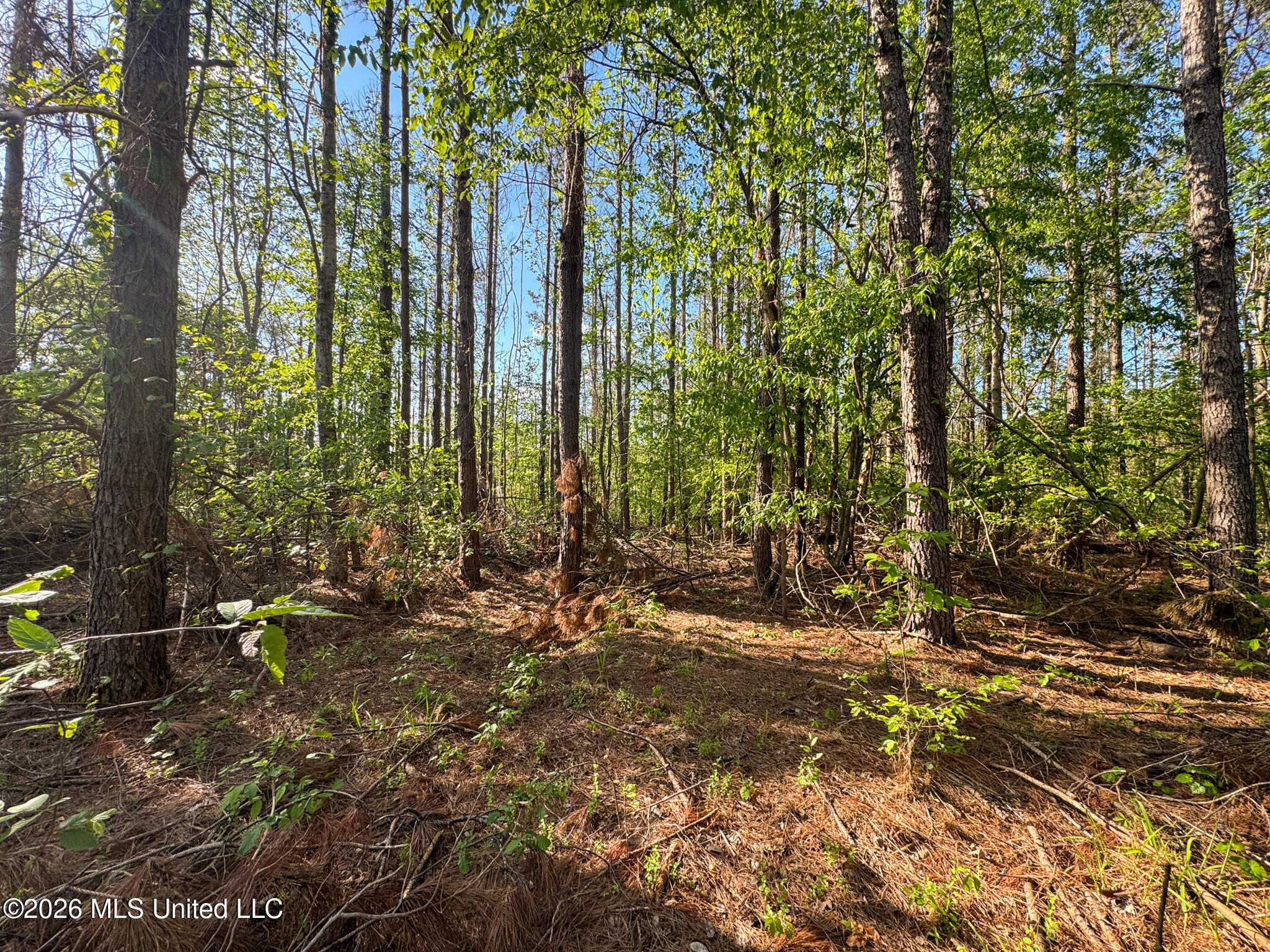Dees Rd Road Enid, MS 38927 - Photo 12 of 57 Tallahatchie 44 Newman (Crowden) Wide-14