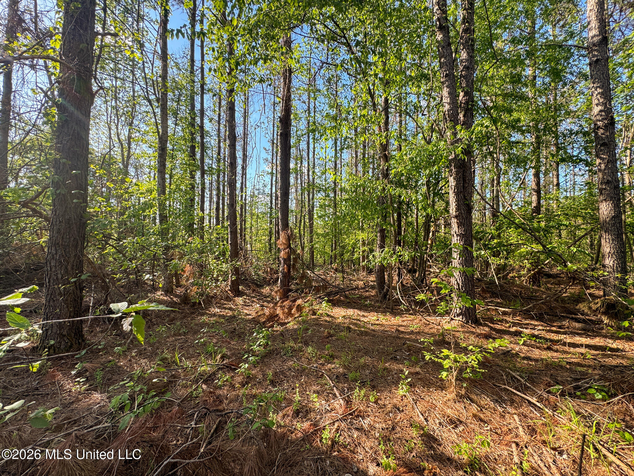 Dees Rd Road Enid, MS 38927 - Photo 13 of 57 Tallahatchie 44 Newman (Crowden) Wide-13