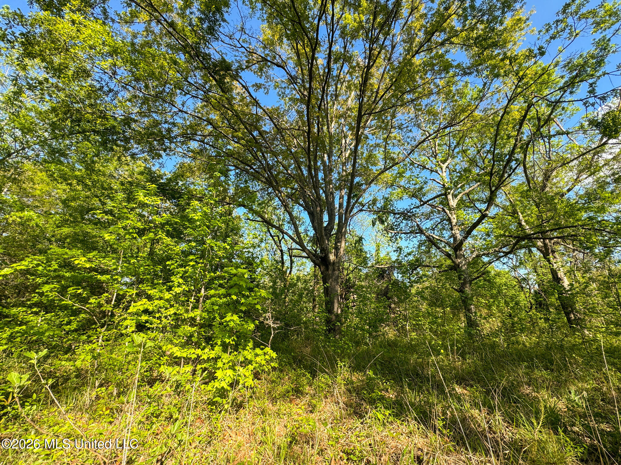 Dees Rd Road Enid, MS 38927 - Photo 14 of 57 Tallahatchie 44 Newman (Crowden) Wide-12