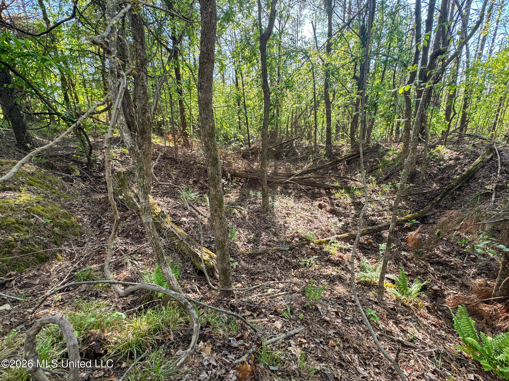 Dees Rd Road Enid, MS 38927 - Photo 15 of 57 Tallahatchie 44 Newman (Crowden) Wide-15