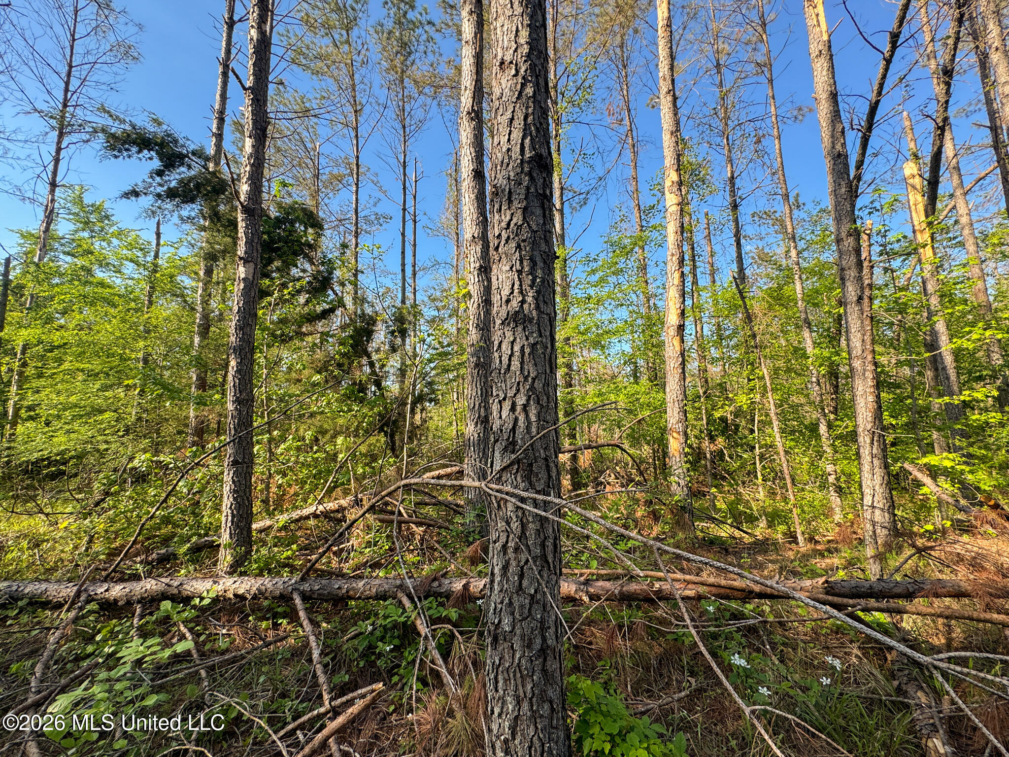 Dees Rd Road Enid, MS 38927 - Photo 18 of 57 Tallahatchie 44 Newman (Crowden) Wide-18
