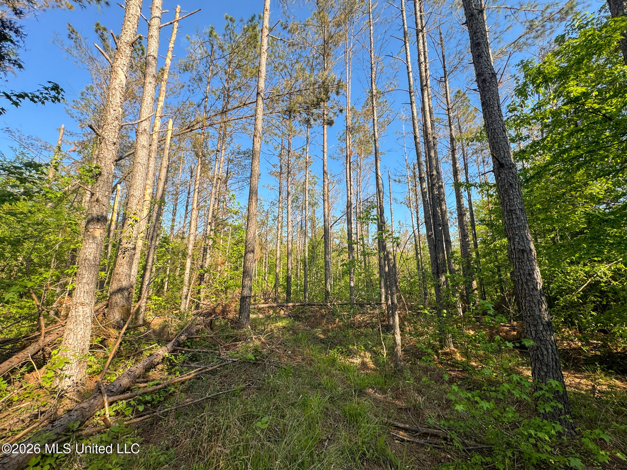 Dees Rd Road Enid, MS 38927 - Photo 19 of 57 Tallahatchie 44 Newman (Crowden) Wide-19