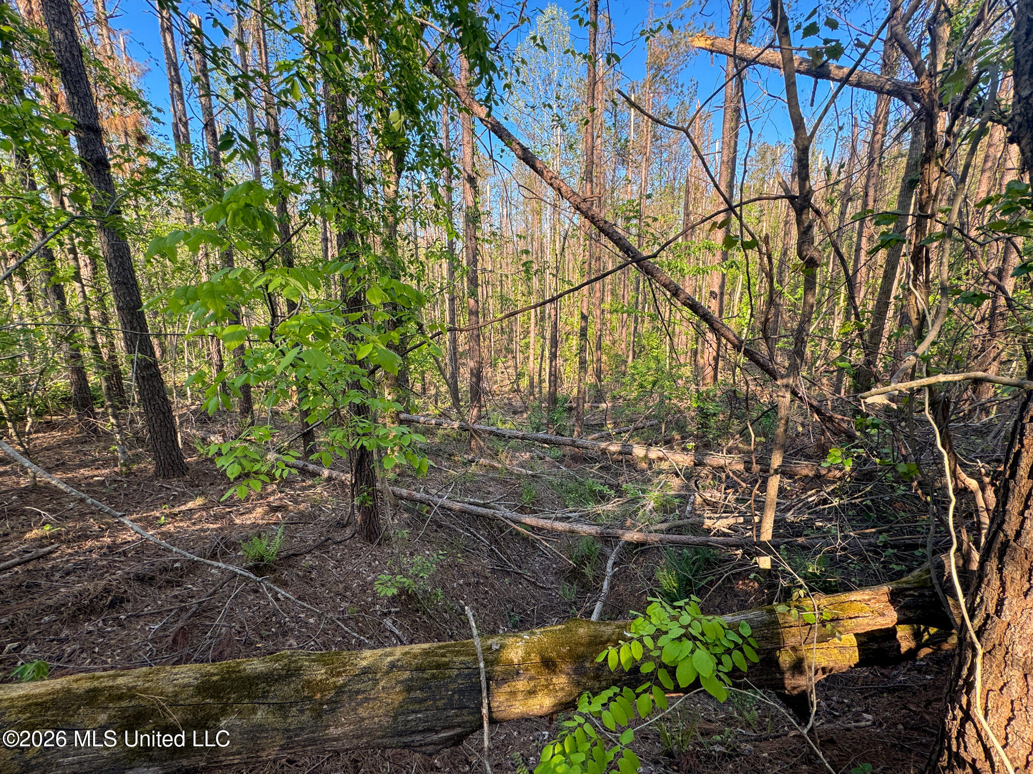 Dees Rd Road Enid, MS 38927 - Photo 22 of 57 Tallahatchie 44 Newman (Crowden) Wide-22