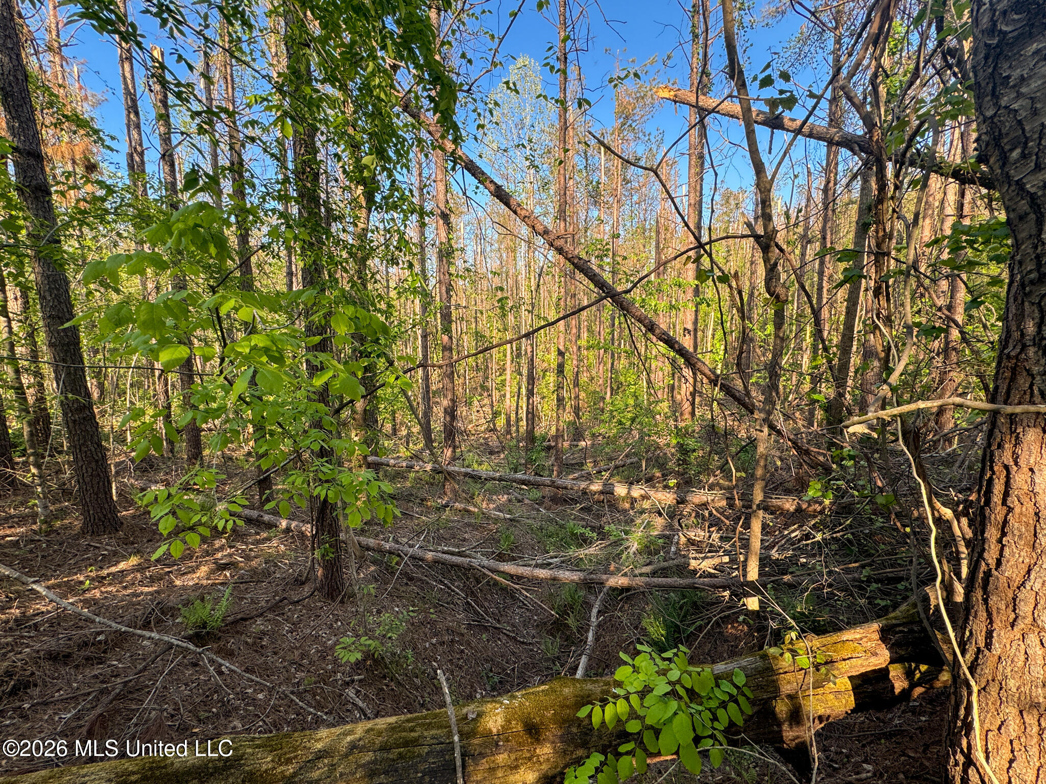 Dees Rd Road Enid, MS 38927 - Photo 23 of 57 Tallahatchie 44 Newman (Crowden) Wide-23