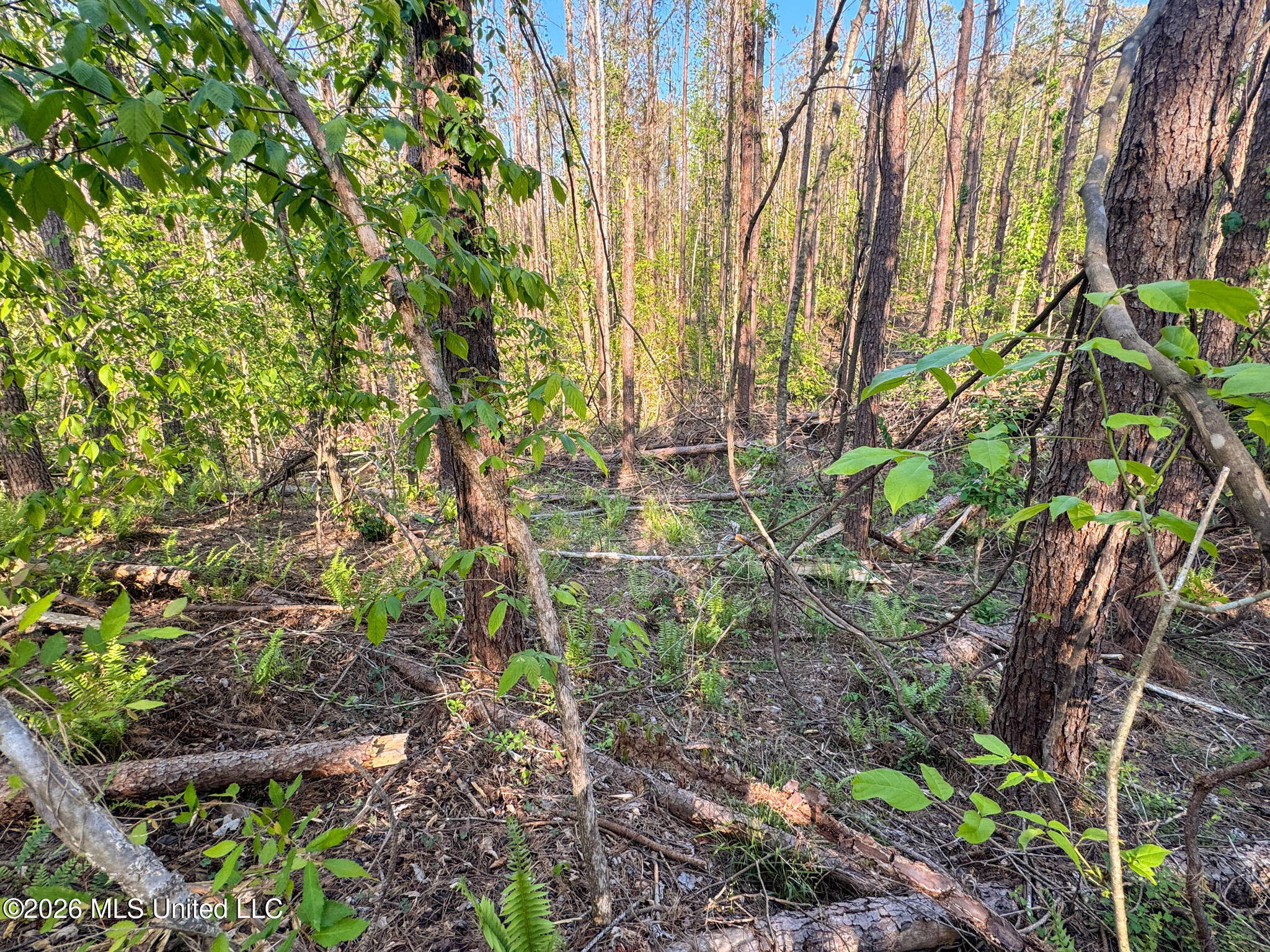 Dees Rd Road Enid, MS 38927 - Photo 24 of 57 Tallahatchie 44 Newman (Crowden) Wide-24