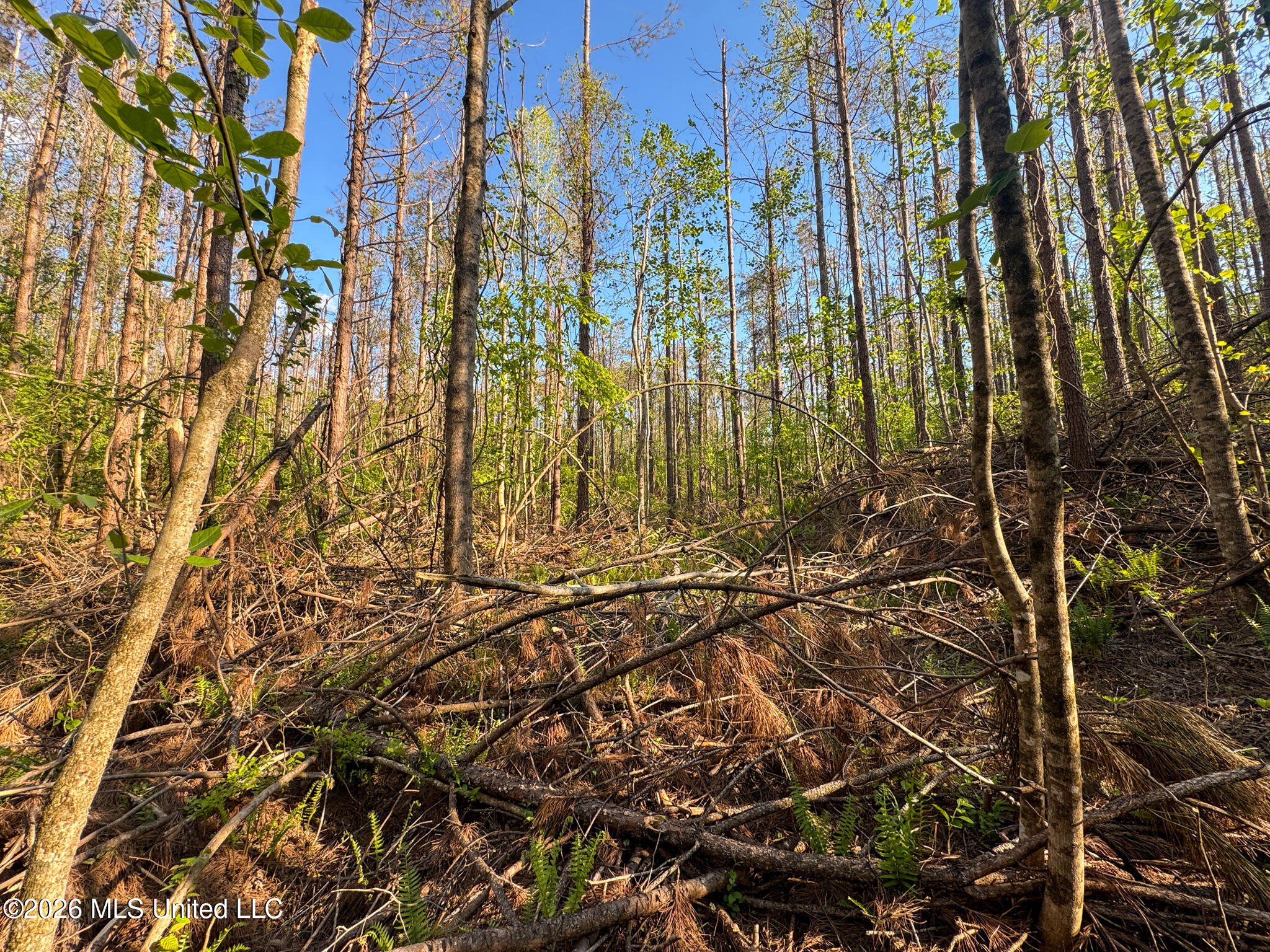 Dees Rd Road Enid, MS 38927 - Photo 25 of 57 Tallahatchie 44 Newman (Crowden) Wide-26