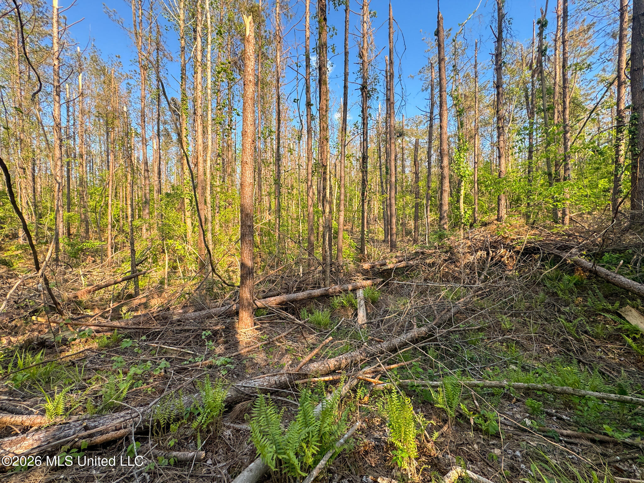 Dees Rd Road Enid, MS 38927 - Photo 26 of 57 Tallahatchie 44 Newman (Crowden) Wide-25
