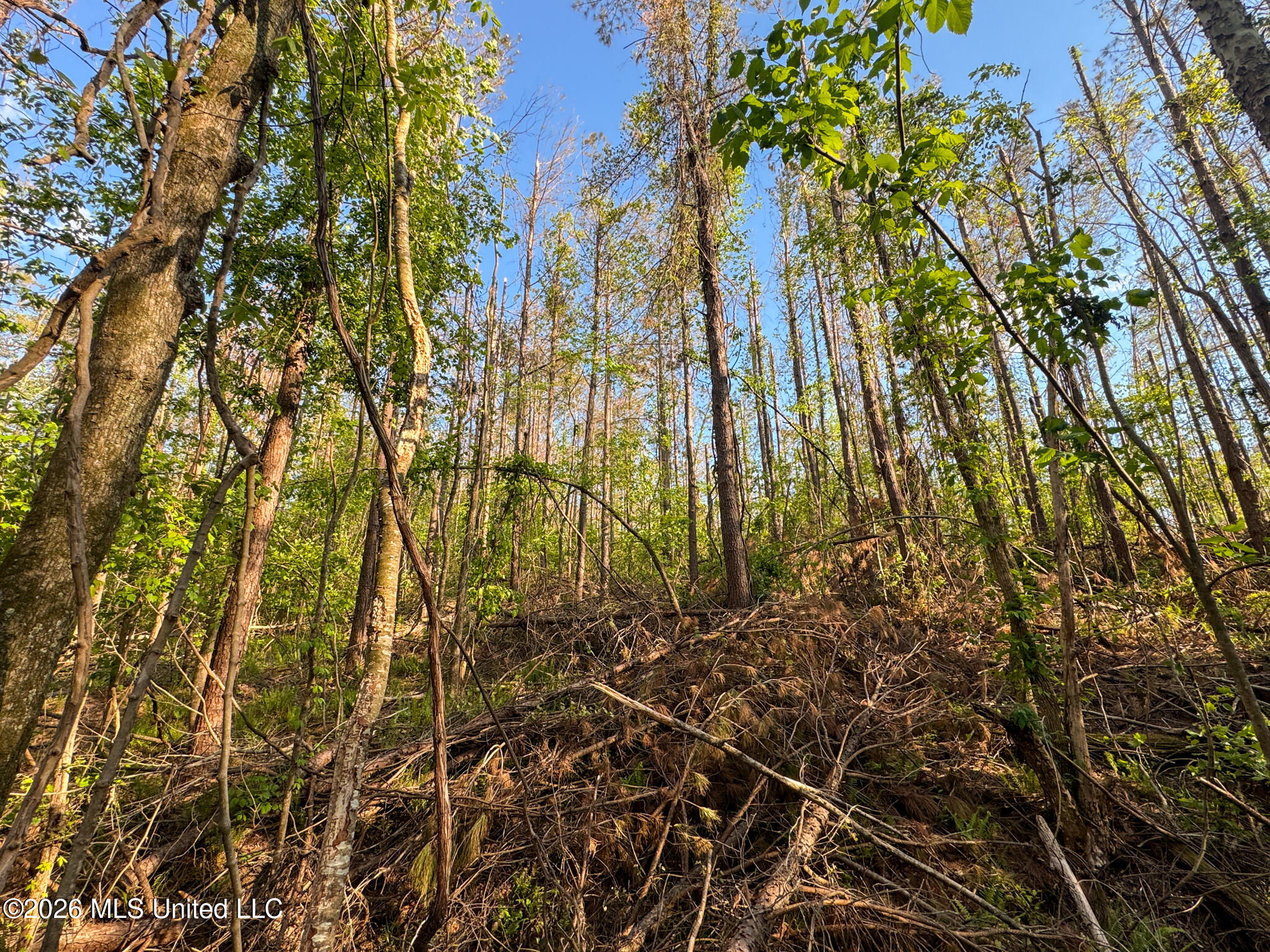 Dees Rd Road Enid, MS 38927 - Photo 27 of 57 Tallahatchie 44 Newman (Crowden) Wide-28
