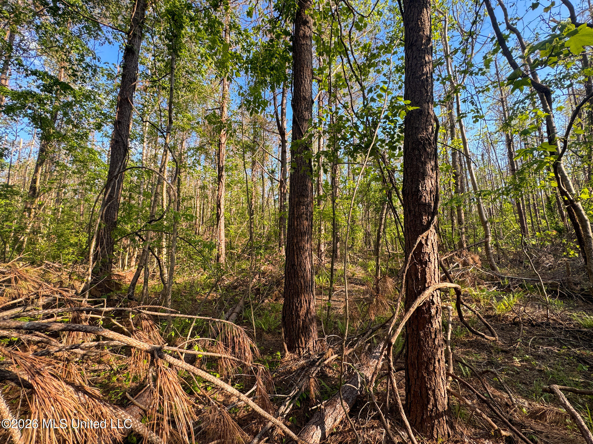 Dees Rd Road Enid, MS 38927 - Photo 28 of 57 Tallahatchie 44 Newman (Crowden) Wide-27