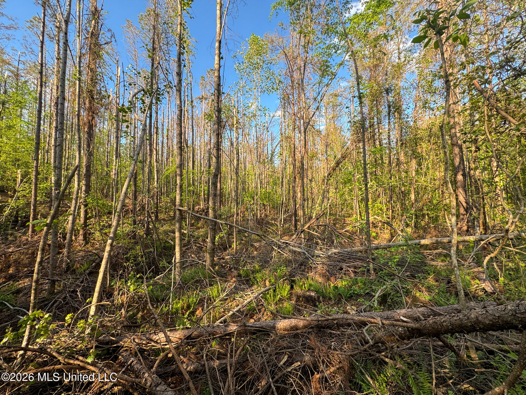 Dees Rd Road Enid, MS 38927 - Photo 29 of 57 Tallahatchie 44 Newman (Crowden) Wide-29
