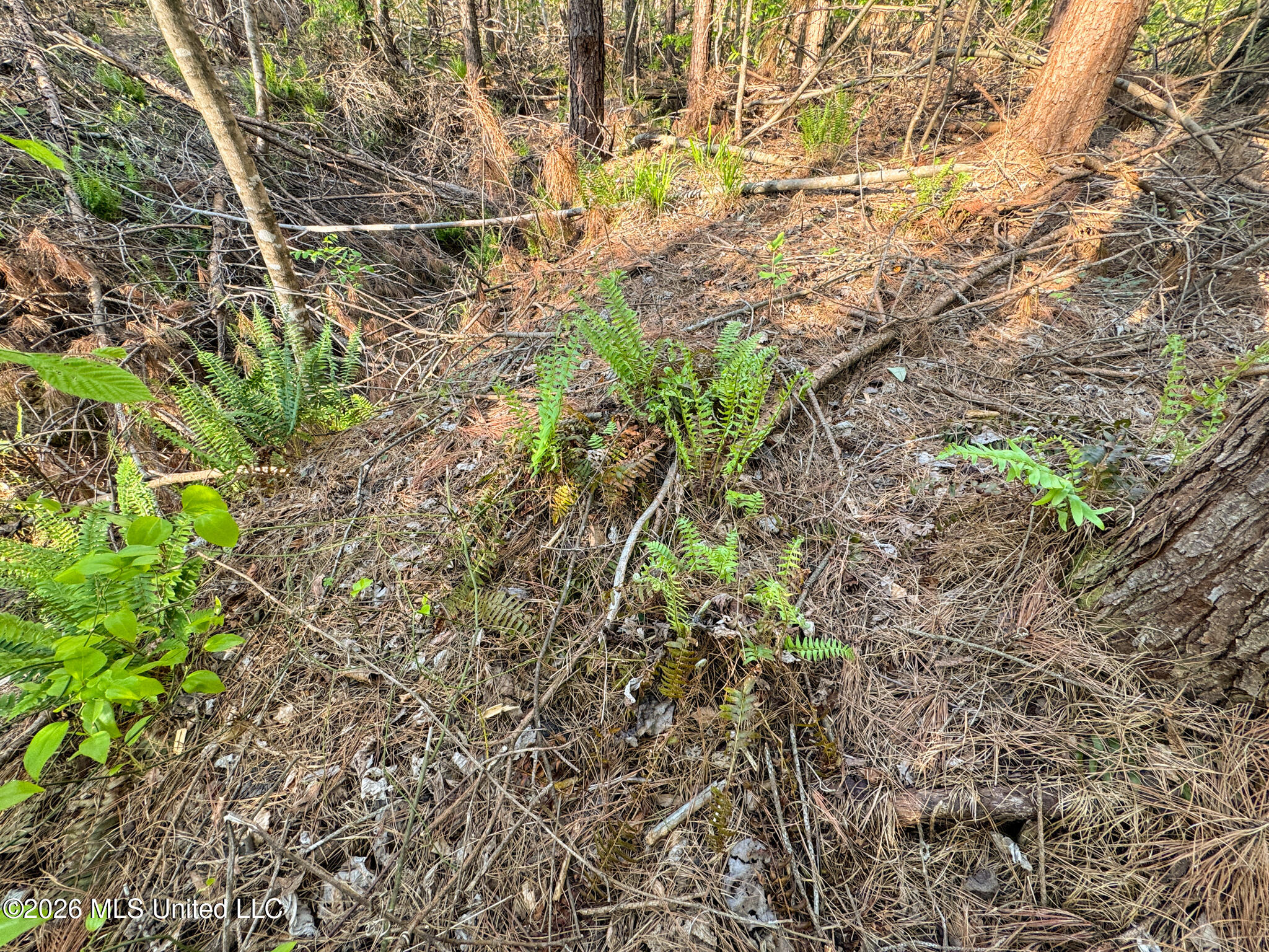 Dees Rd Road Enid, MS 38927 - Photo 32 of 57 Tallahatchie 44 Newman (Crowden) Wide-32