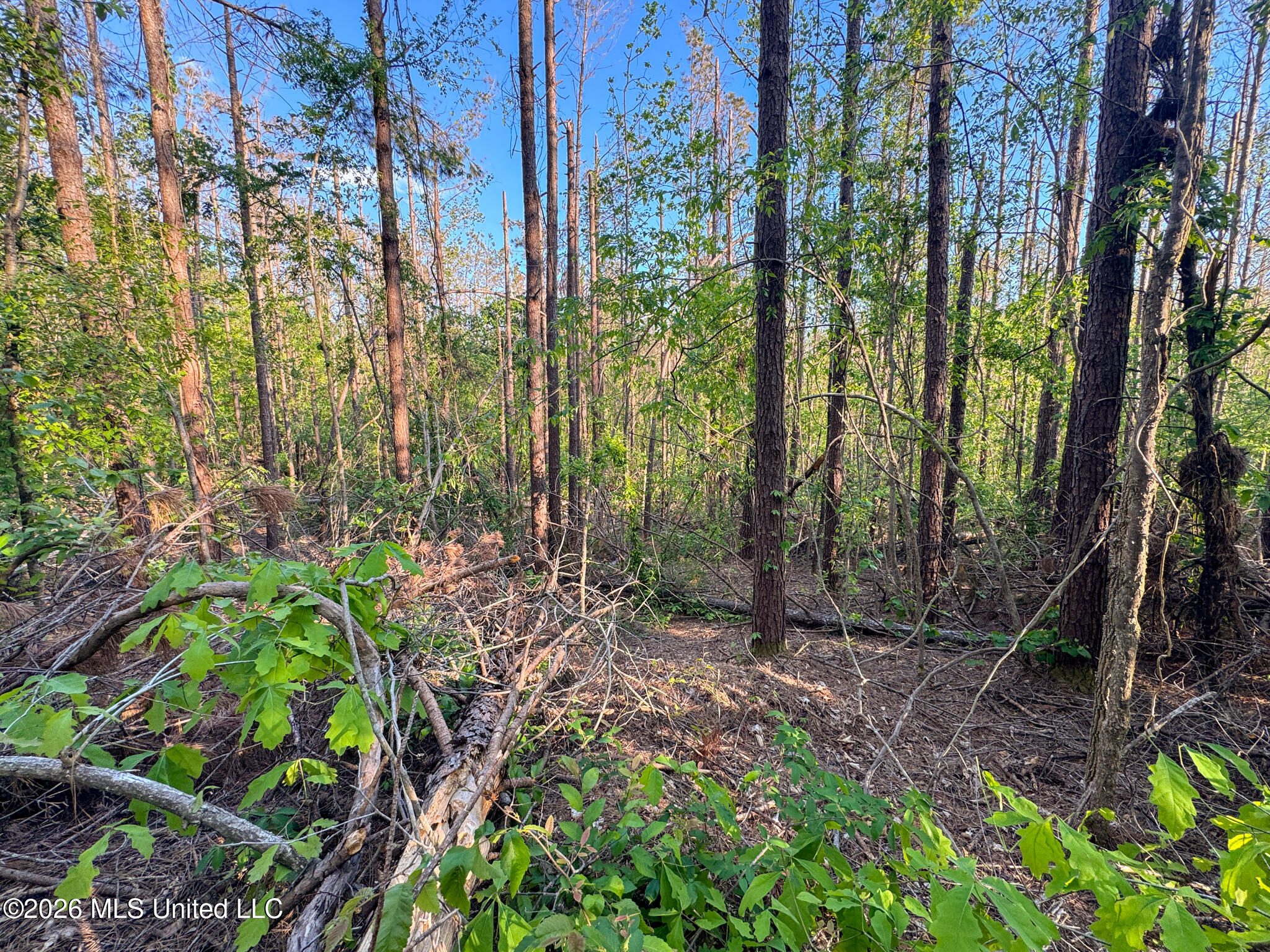 Dees Rd Road Enid, MS 38927 - Photo 33 of 57 Tallahatchie 44 Newman (Crowden) Wide-34