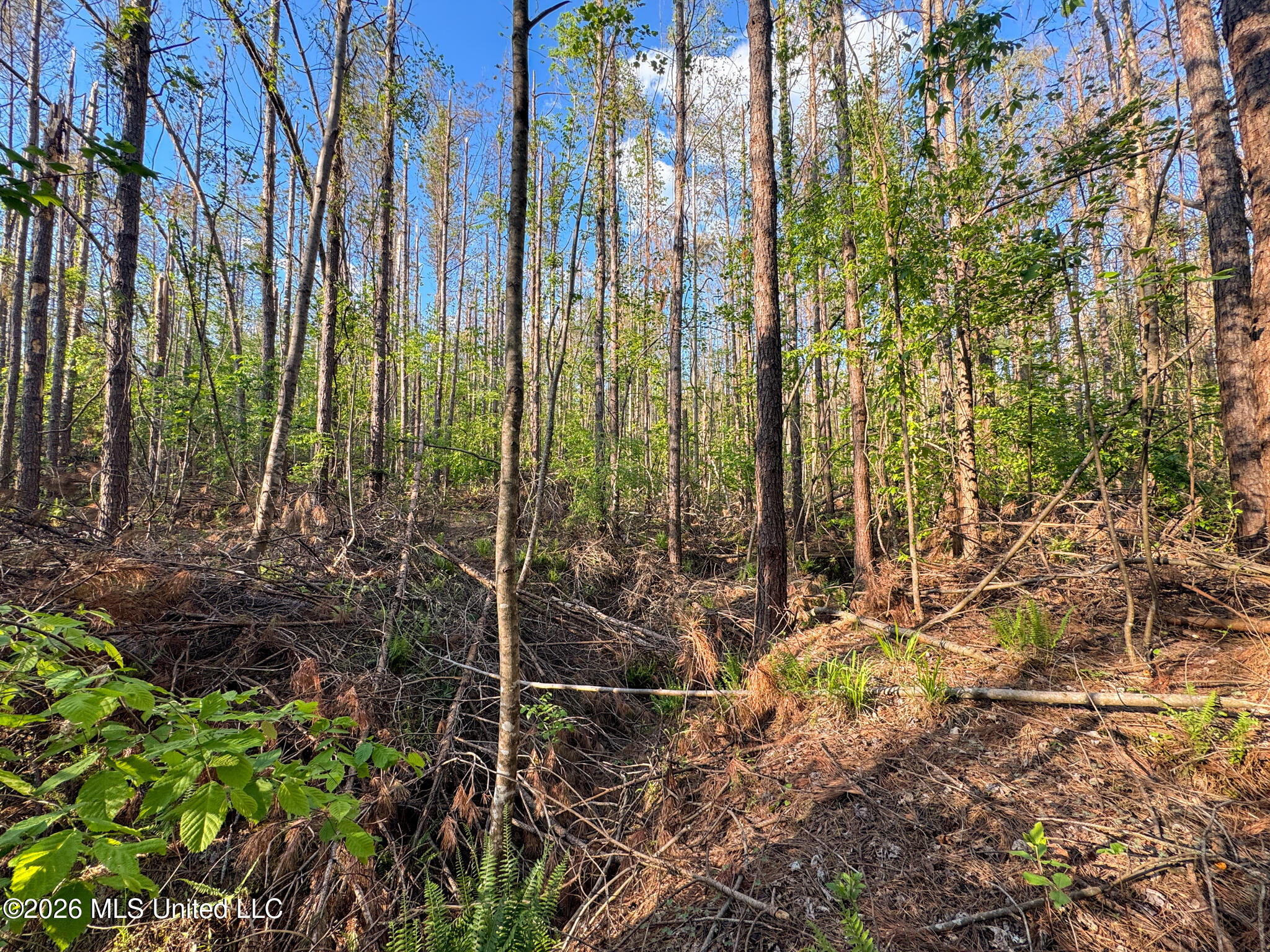 Dees Rd Road Enid, MS 38927 - Photo 34 of 57 Tallahatchie 44 Newman (Crowden) Wide-33