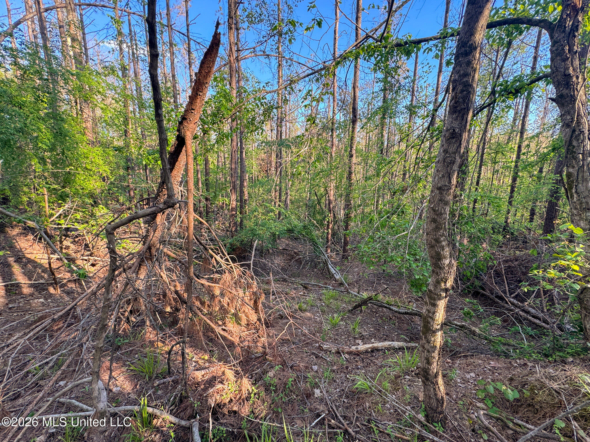 Dees Rd Road Enid, MS 38927 - Photo 35 of 57 Tallahatchie 44 Newman (Crowden) Wide-35