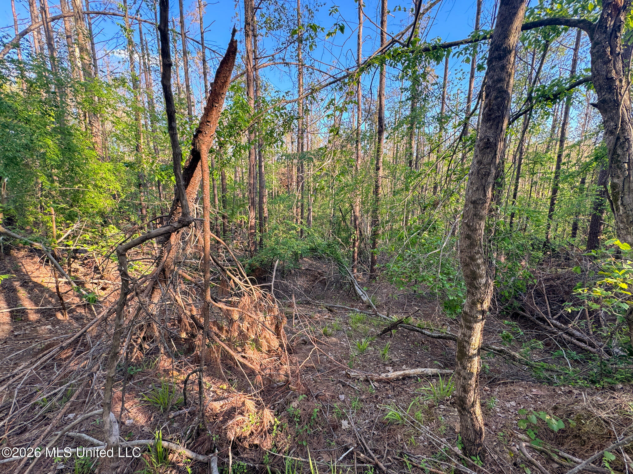 Dees Rd Road Enid, MS 38927 - Photo 36 of 57 Tallahatchie 44 Newman (Crowden) Wide-36