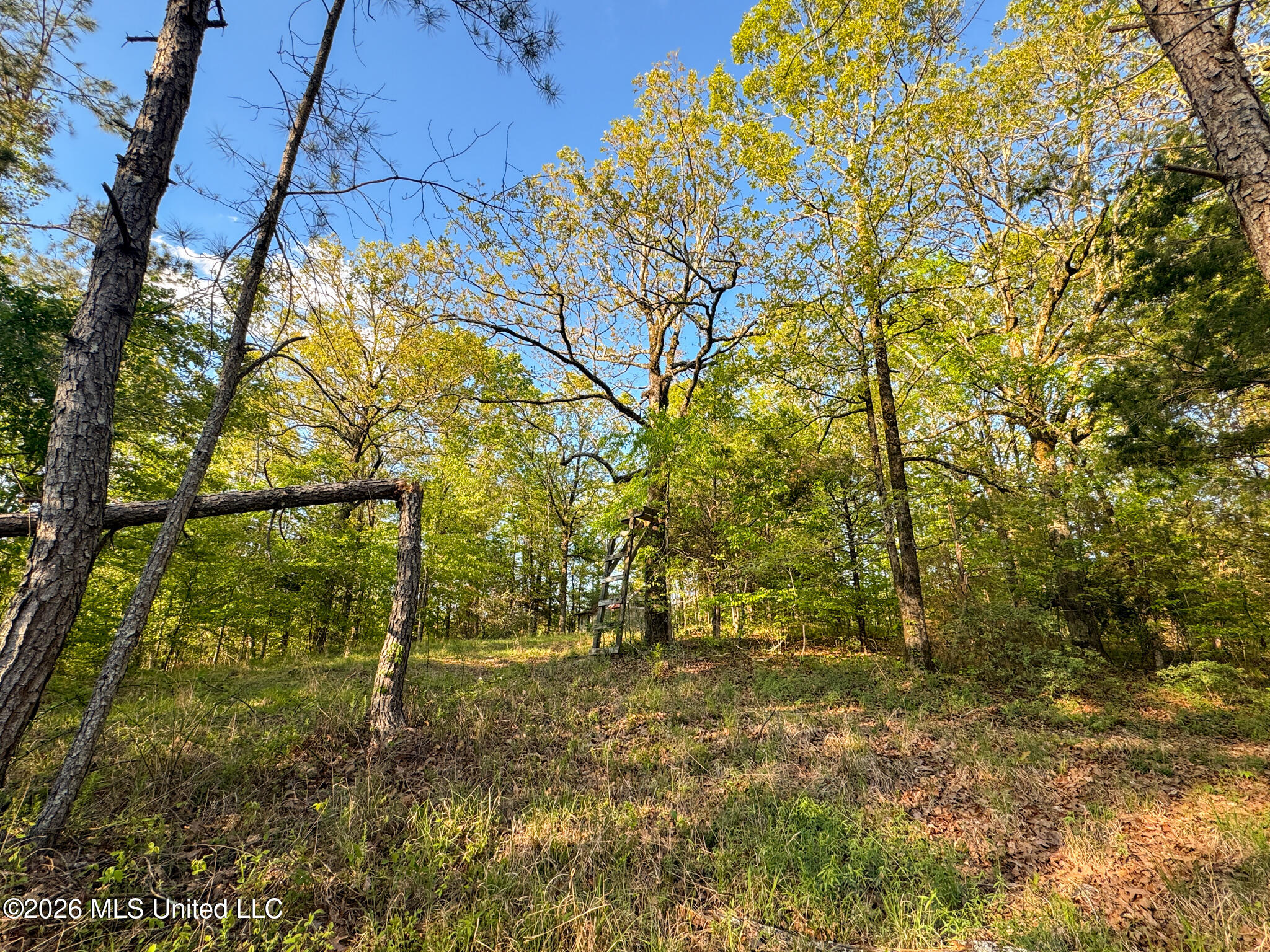 Dees Rd Road Enid, MS 38927 - Photo 37 of 57 Tallahatchie 44 Newman (Crowden) Wide-37
