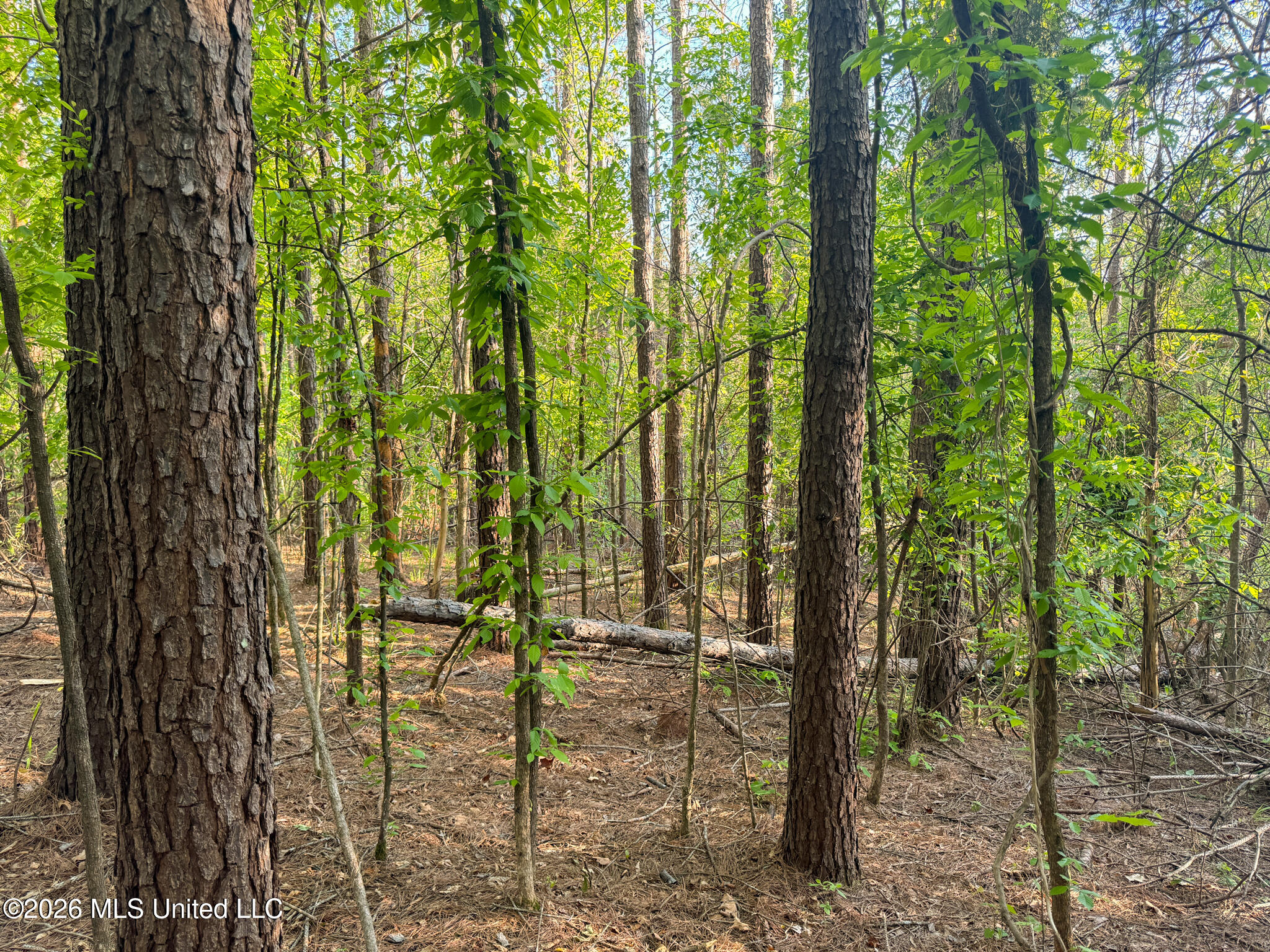 Dees Rd Road Enid, MS 38927 - Photo 42 of 57 Tallahatchie 44 Newman (Crowden) Wide-42