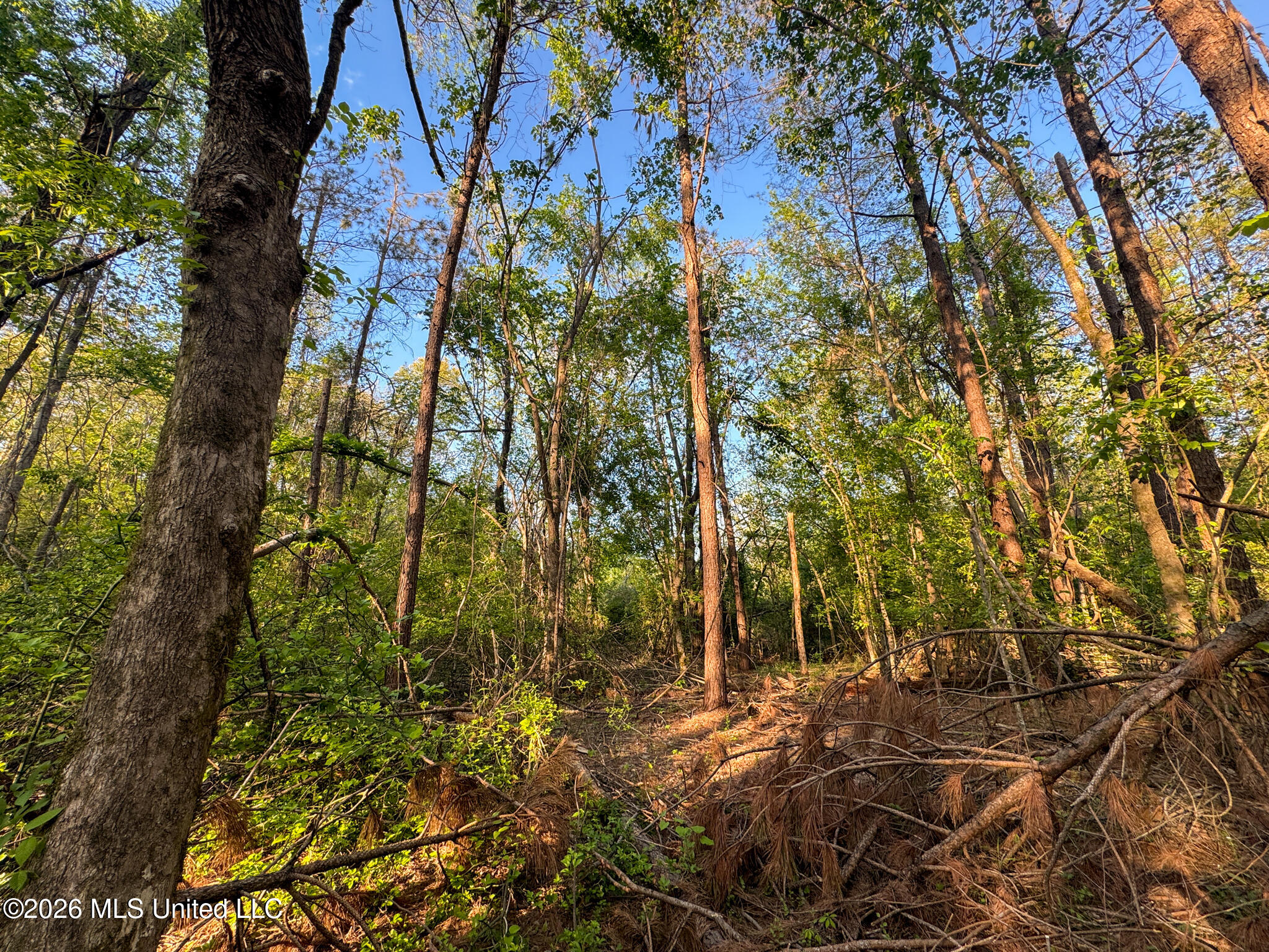Dees Rd Road Enid, MS 38927 - Photo 44 of 57 Tallahatchie 44 Newman (Crowden) Wide-44