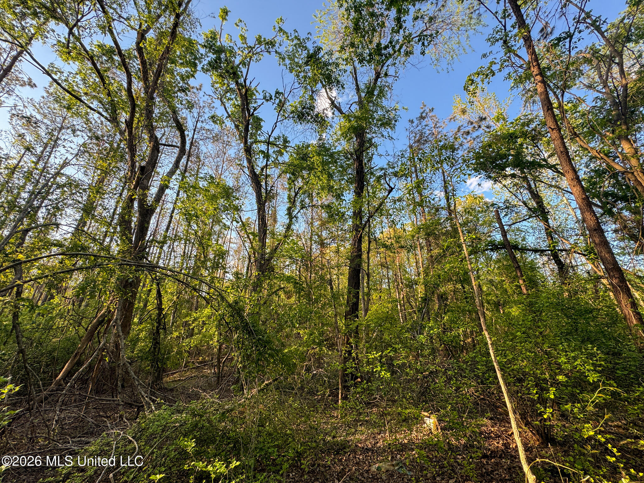 Dees Rd Road Enid, MS 38927 - Photo 45 of 57 Tallahatchie 44 Newman (Crowden) Wide-45