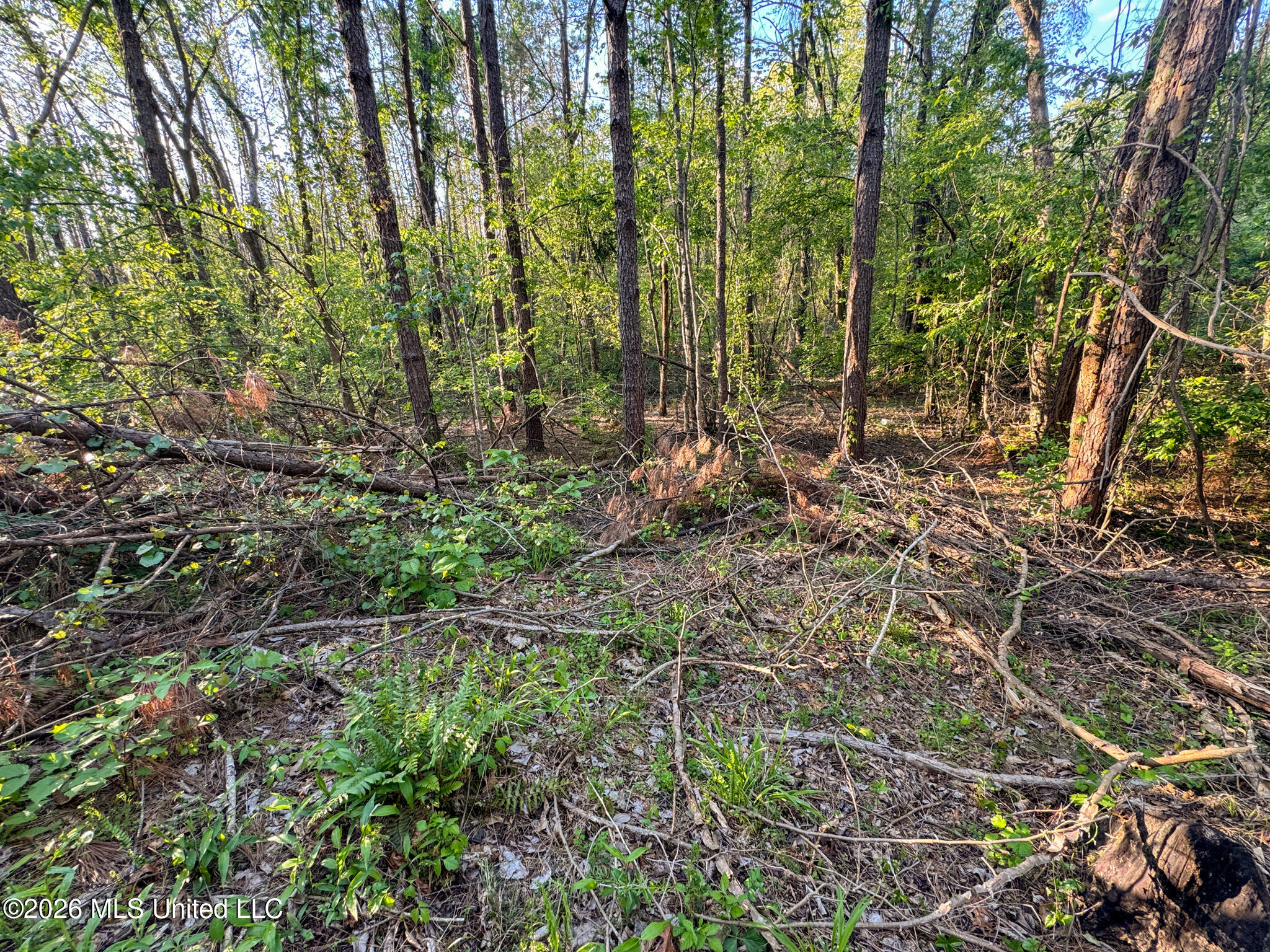 Dees Rd Road Enid, MS 38927 - Photo 46 of 57 Tallahatchie 44 Newman (Crowden) Wide-46