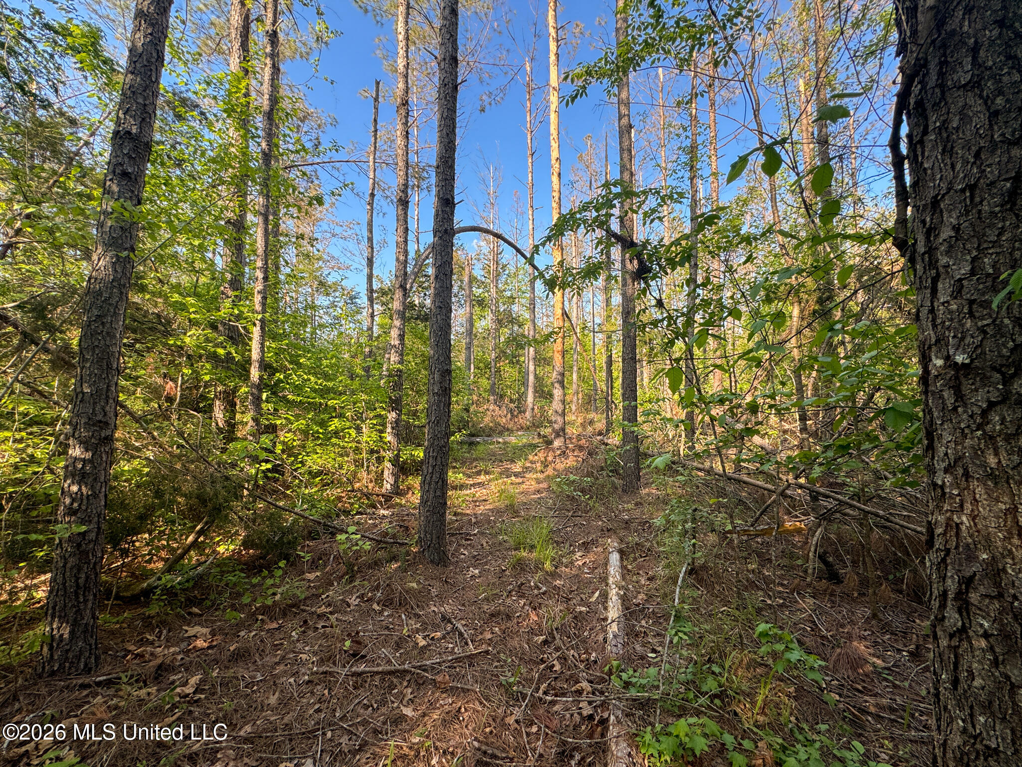 Dees Rd Road Enid, MS 38927 - Photo 9 of 57 Tallahatchie 44 Newman (Crowden) Wide-9