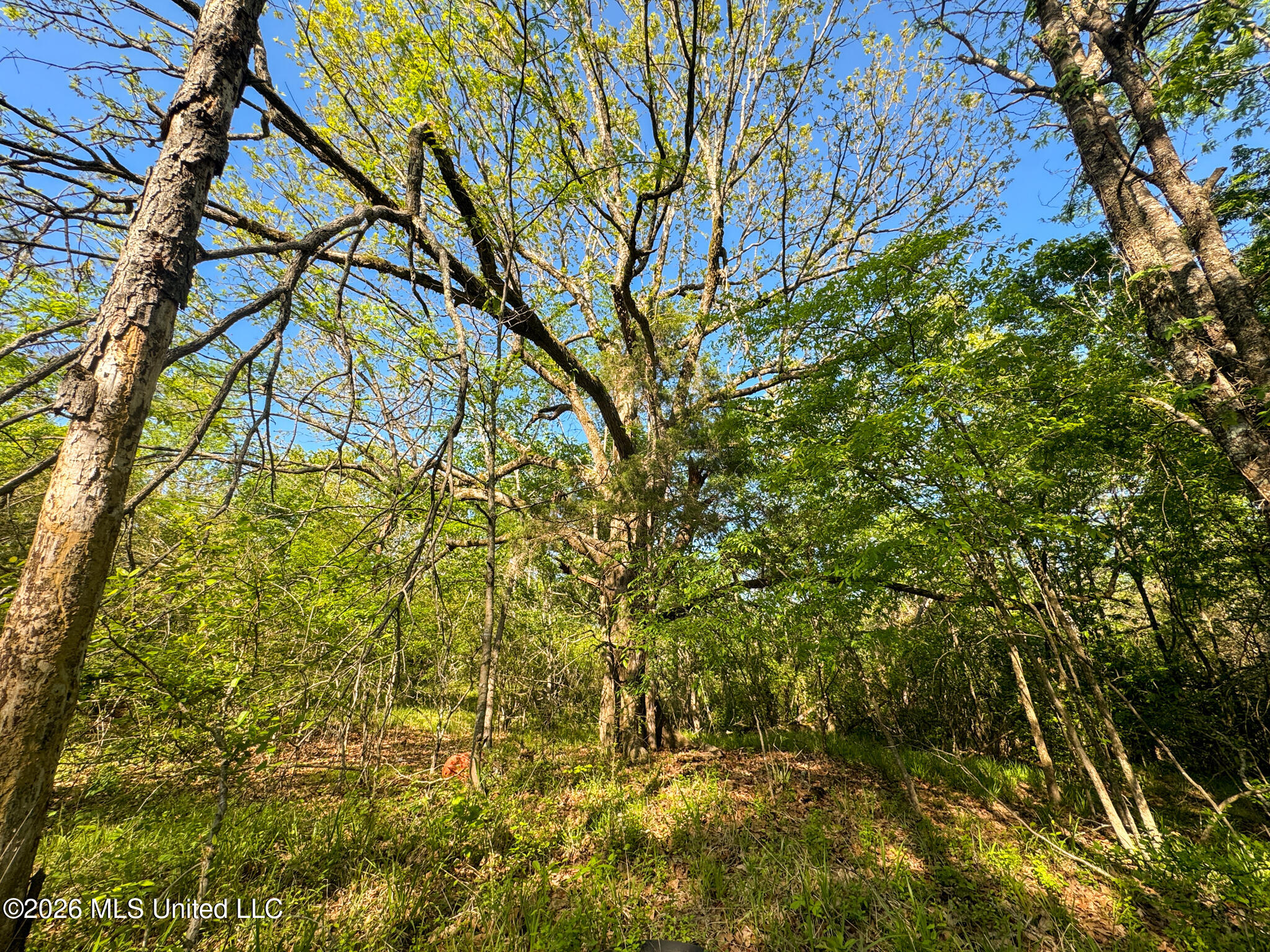 Dees Rd Road Enid, MS 38927 - Photo 10 of 57 Tallahatchie 44 Newman (Crowden) Wide-10