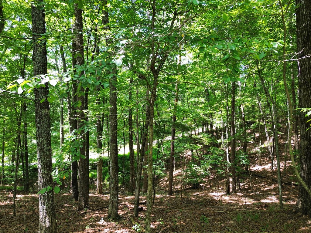 1427 Cherry Lake Drive Blue Ridge, GA 30513 - Photo 63 of 93