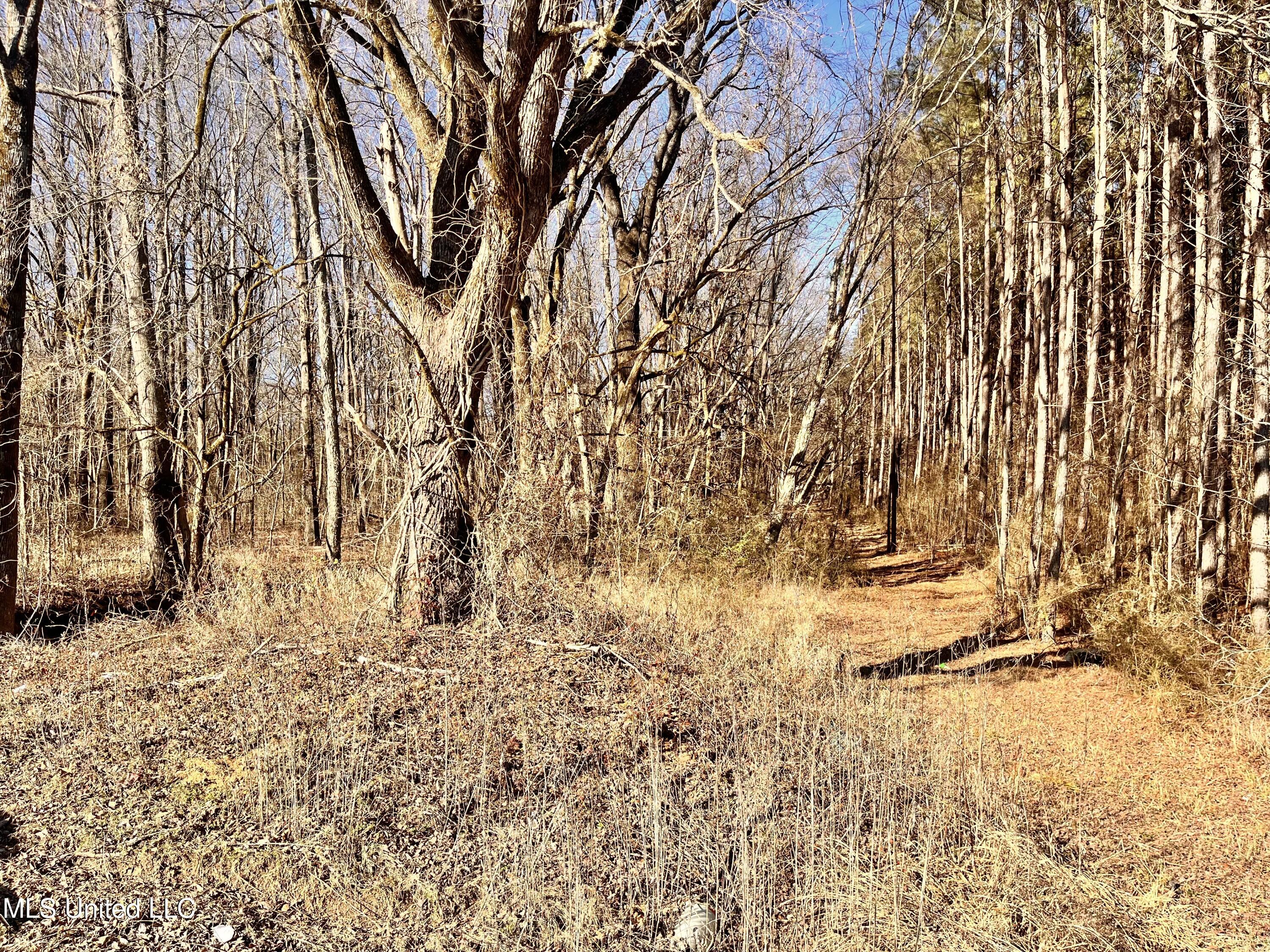 0 Moore Road Red Banks, MS 38661 - Photo 2 of 6 east line