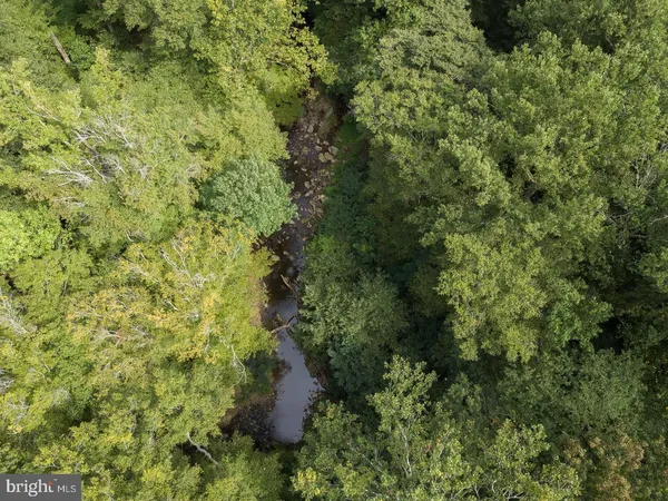 a view of a forest with a tree