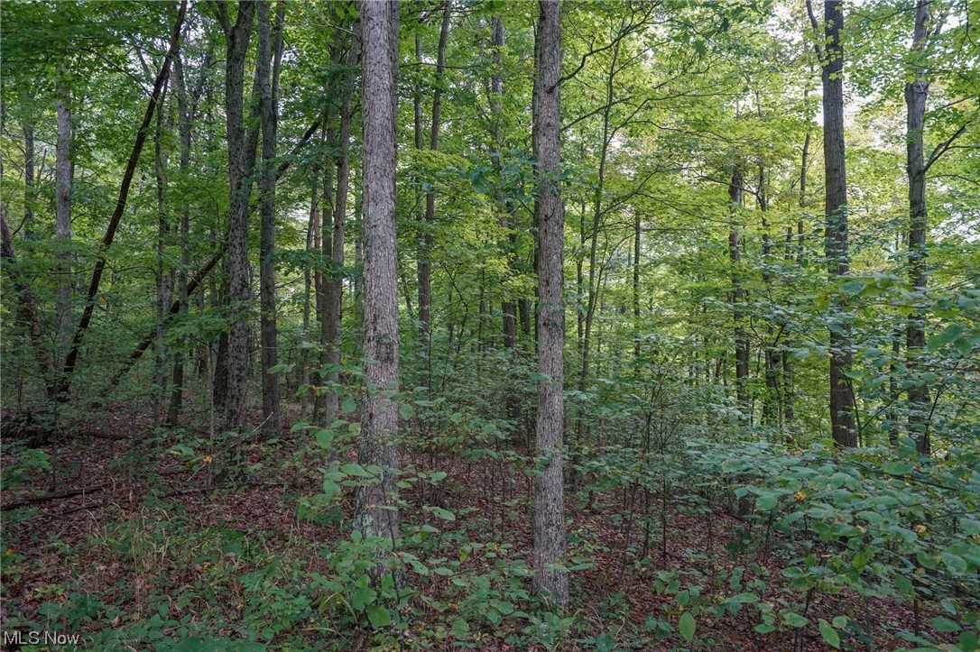 0 Reed Marietta, OH 45750 - Photo 33 of 35 View of local wilderness