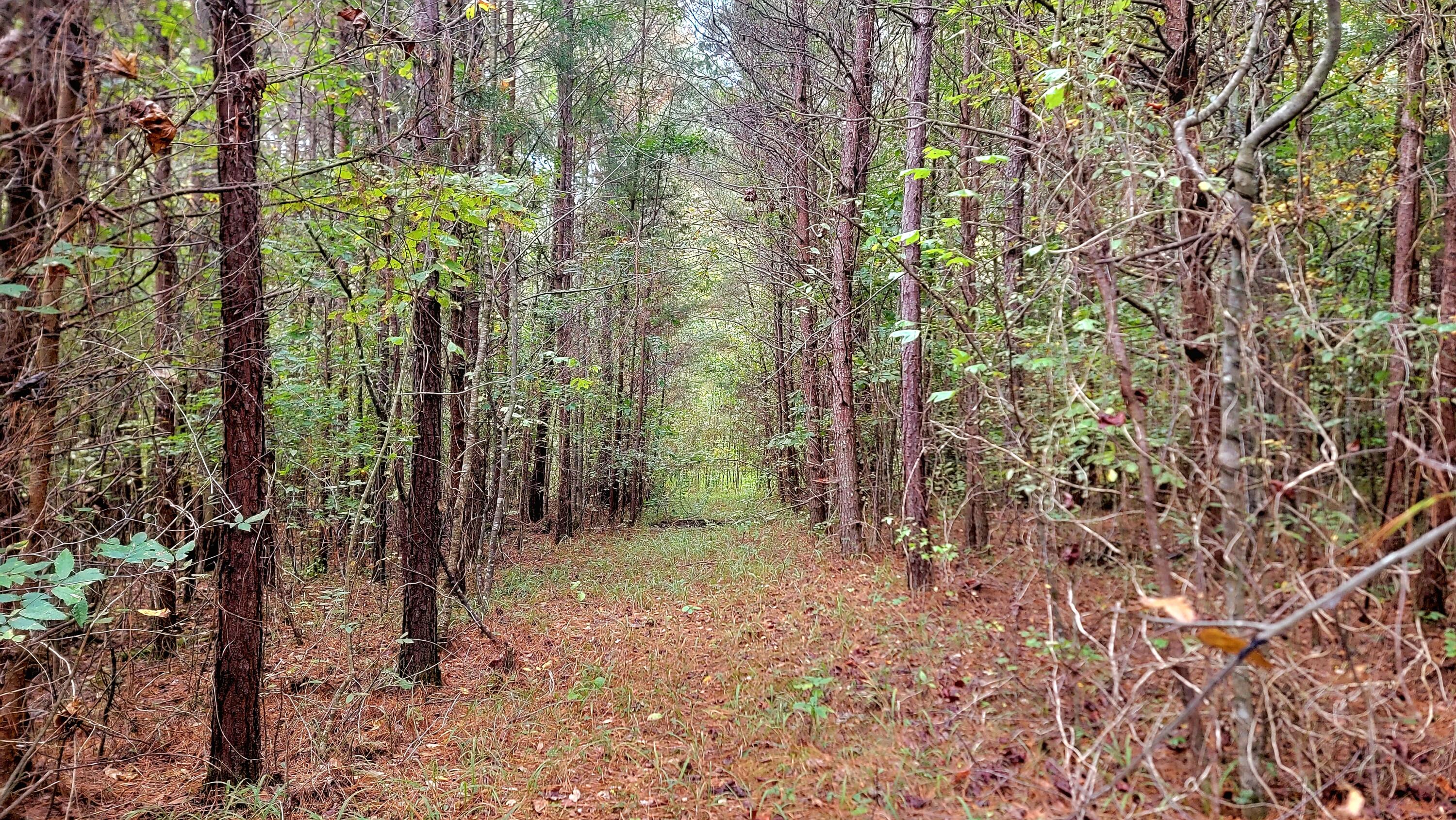 0 Straight Gut Road LaFayette, GA 30728 - Photo 13 of 38 1000048412