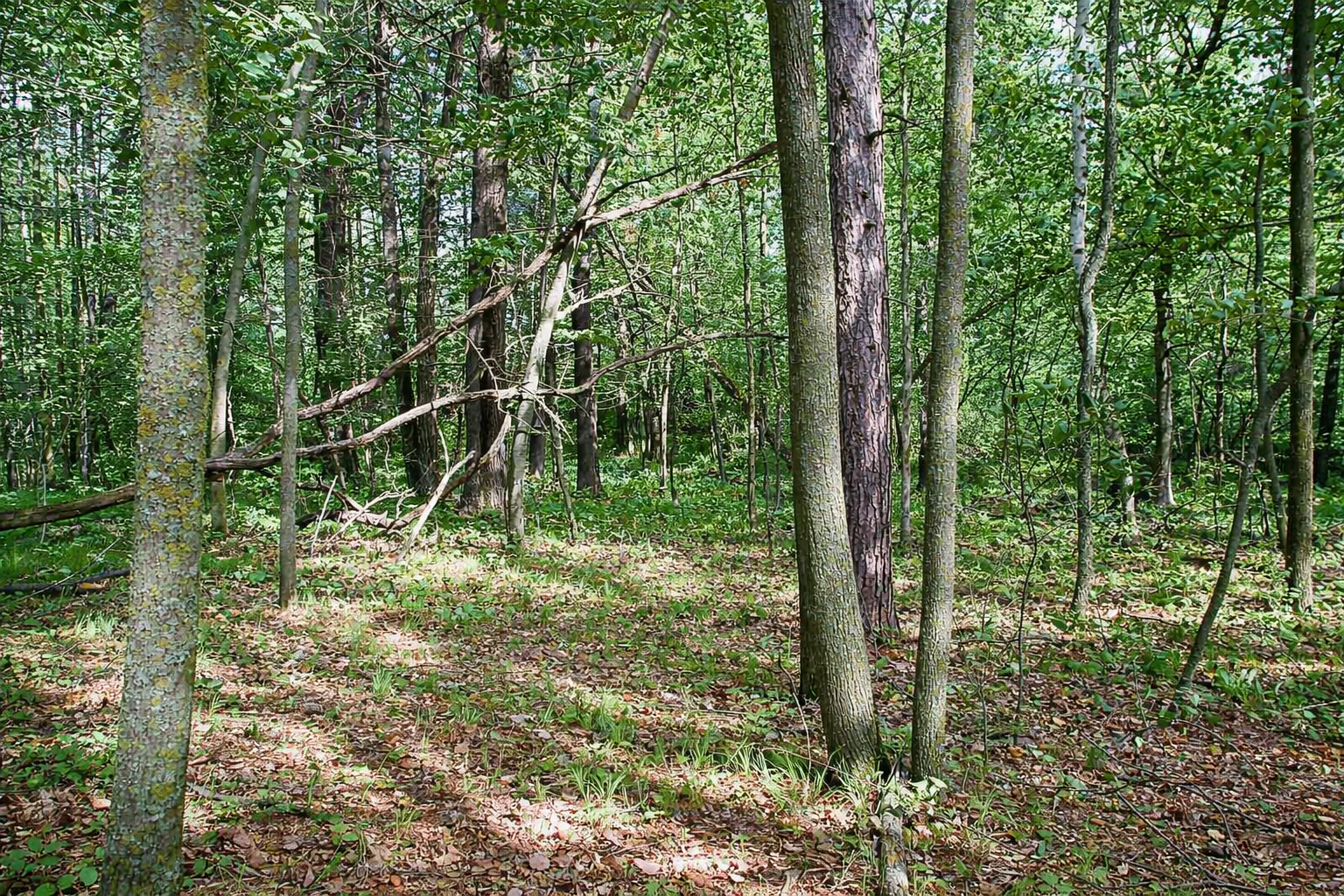 Tbd Rognaldson Road Brainerd, MN 56401 - Photo 12 of 17