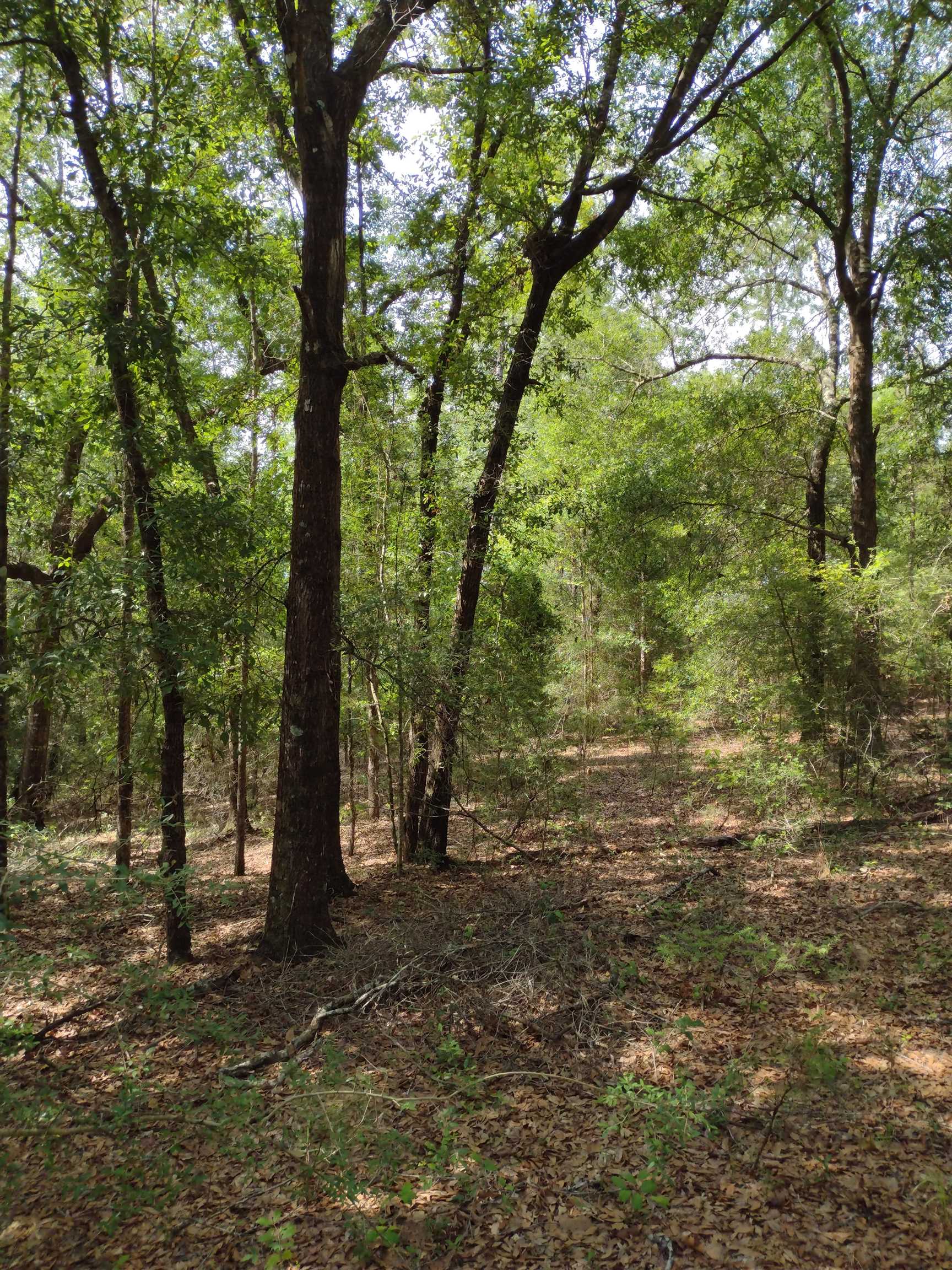 0 Silas Ganey Road Stockton, AL 36579 - Photo 5 of 6 View
