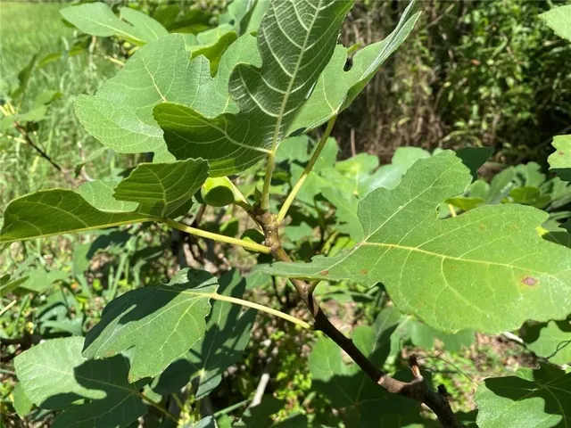 $358,000 | 20213 Narrow Road, Covington, LA 70435