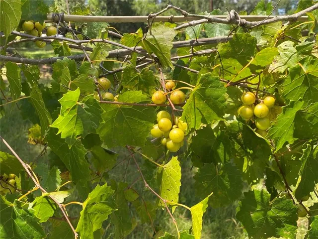 $358,000 | 20213 Narrow Road, Covington, LA 70435