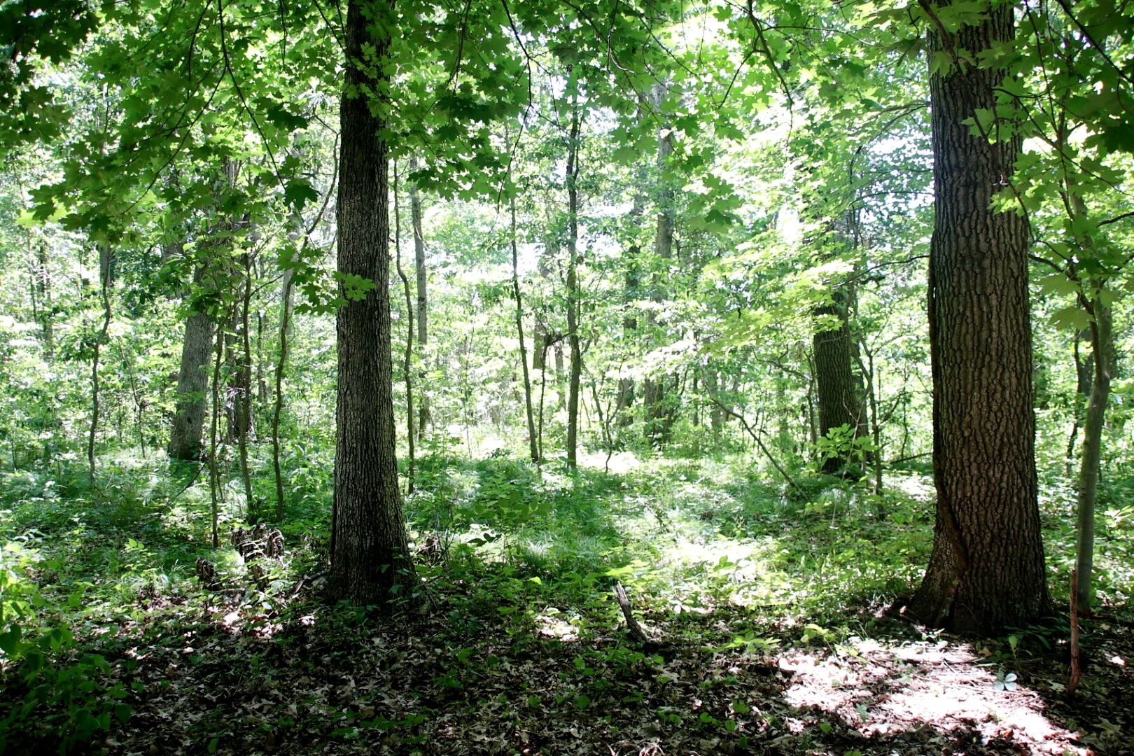 4 Limberlost Road Three Rivers, MI 49093 - Photo 5 of 9 20220626160550_1H1A1198