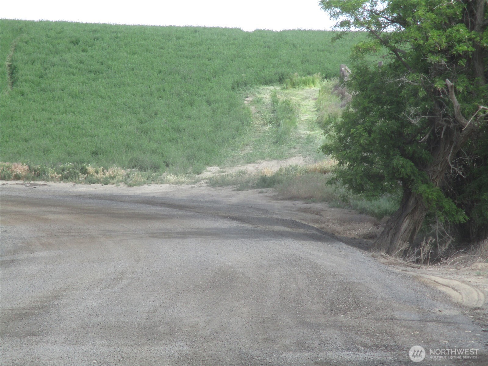 -nka Ash Hollow Road Touchet, WA 99360 - Photo 7 of 7 a view of a yard with a tree