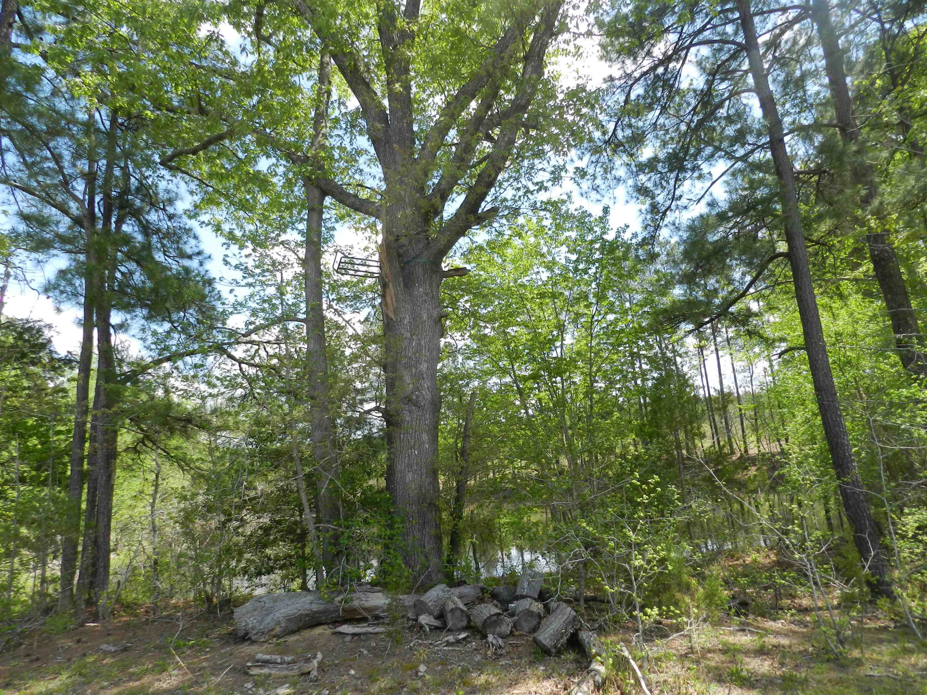 549 Warner Winn Road Kittrell, NC 27544 - Photo 4 of 7 Photo 4
