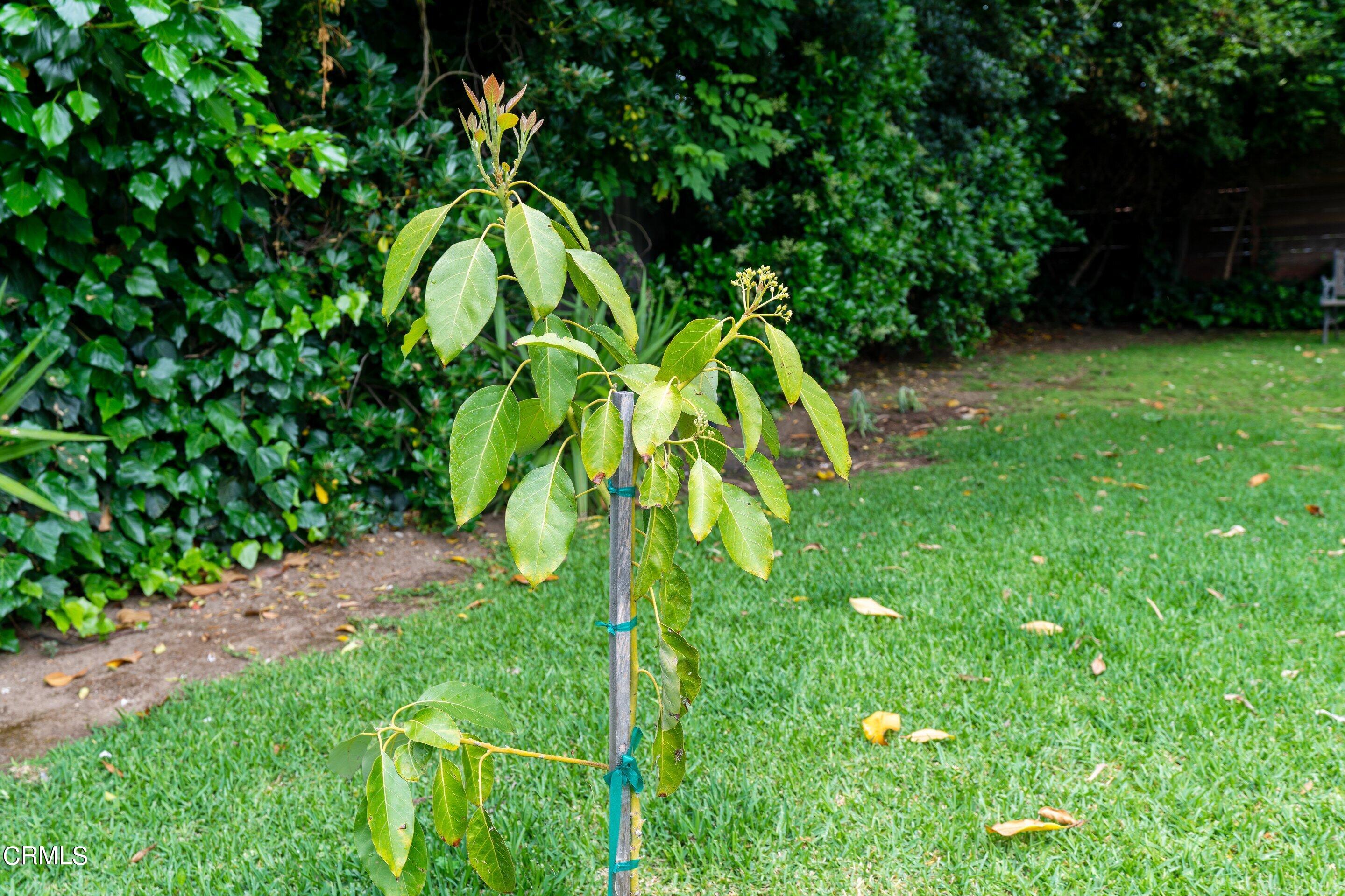 3815 Mayfair Drive Pasadena, CA 91107 - Photo 35 of 38 a backyard of a house with lots of green space