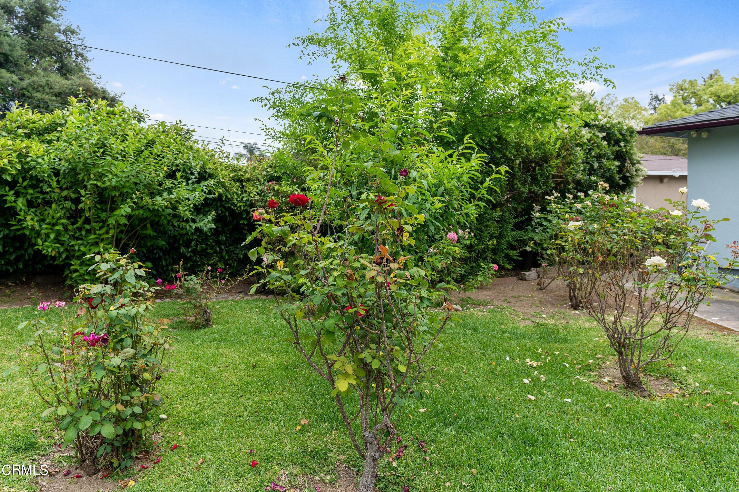 3815 Mayfair Drive Pasadena, CA 91107 - Photo 37 of 38 a view of a garden with plants and large trees