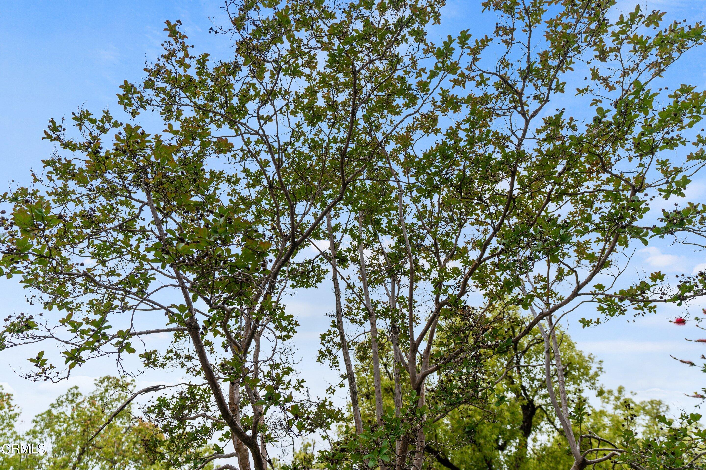 3815 Mayfair Drive Pasadena, CA 91107 - Photo 38 of 38 a picture of a tree
