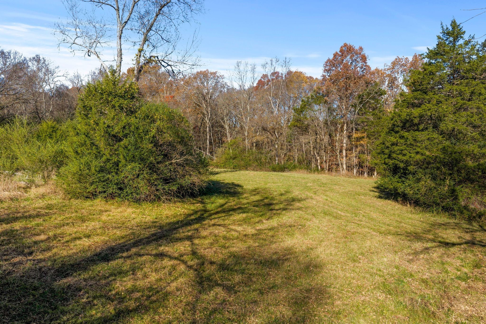 1032 Old State Rte 50 Centerville, TN 37033 - Photo 18 of 33 a view of yard with trees