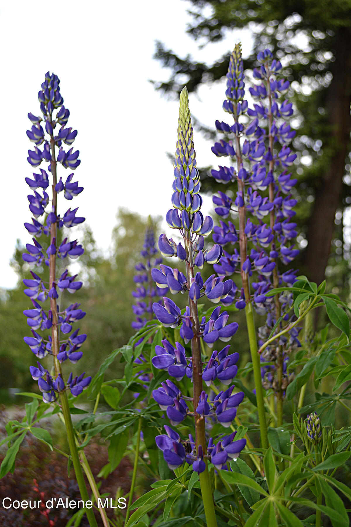 16 Hawkins Road Sagle, ID 83860 - Photo 106 of 110 Purple spike